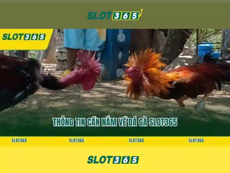 Đăng Nhập Live Slot365